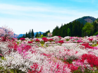 くらすわの森と日本一の花桃の里