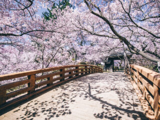 高遠城址公園さくら祭りと光前寺のしだれ桜