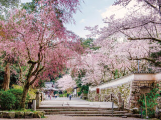 桜咲く紫式部ゆかりの石山寺と滋賀県有数の桜の名所・三井寺