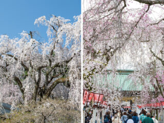 三嶋大社・身延山久遠寺の２つのしだれ桜名所