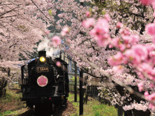 焼津・お花見海鮮丼の昼食と大井川鐵道さくら列車