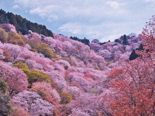 世界遺産・吉野千本桜