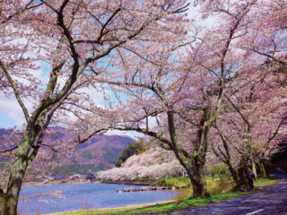 海津大崎の桜と揚げたて天ぷらと和総菜のランチバイキング