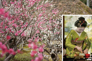京都・舞妓さんお点前「梅見の宴」と梅庭園