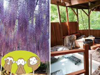 あしかがフラワーパークで季節の花めぐりと日光東照宮3日間