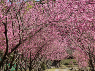 天竜相津花桃の里ハイキング〔静岡県〕