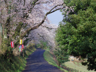 弘法山公園桜ハイキング［静岡県］