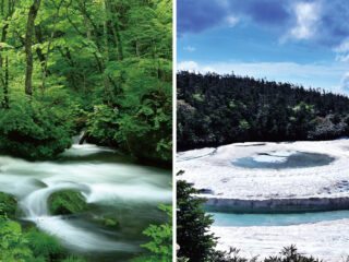 新緑の奥入瀬渓流ハイキング